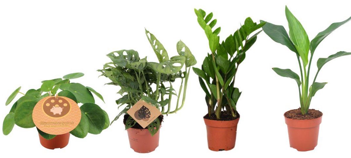 Musthave Plantenbox - 4 stuks - Ø12cm - 20-40cm