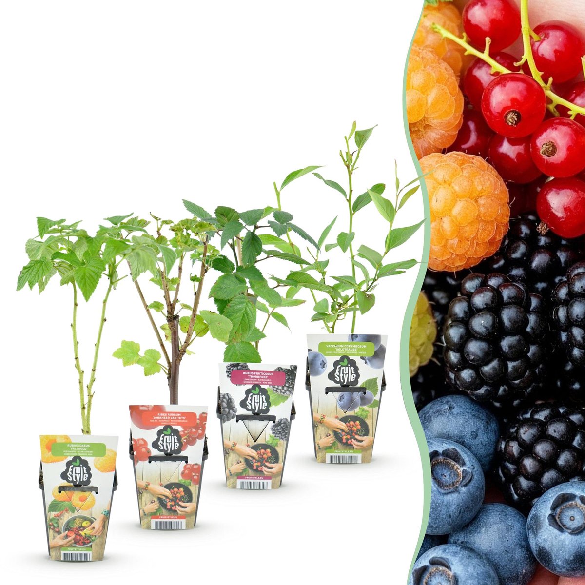 Fruitplanten - Rainbow - Rode Bes - Gele Framboos - Zwarte Braam - Blauwe Bes - Winterhard - 4 Planten - Pot 9cm