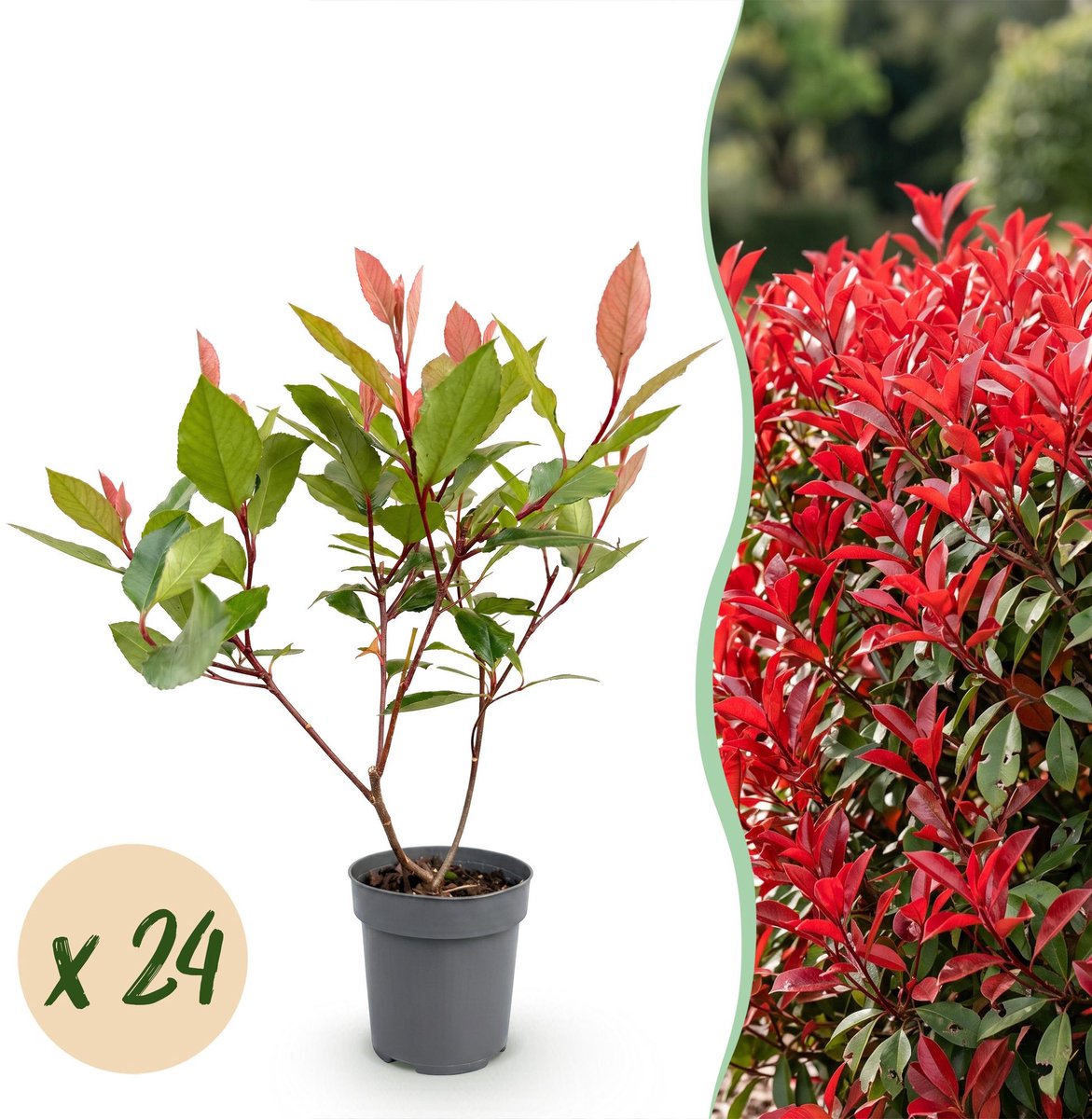 24x Photinia fraseri Little Red Robin - Glansmispel - Haagplanten - Groenblijvend - Rood - Pot 9cm - Hoogte 25-35cm