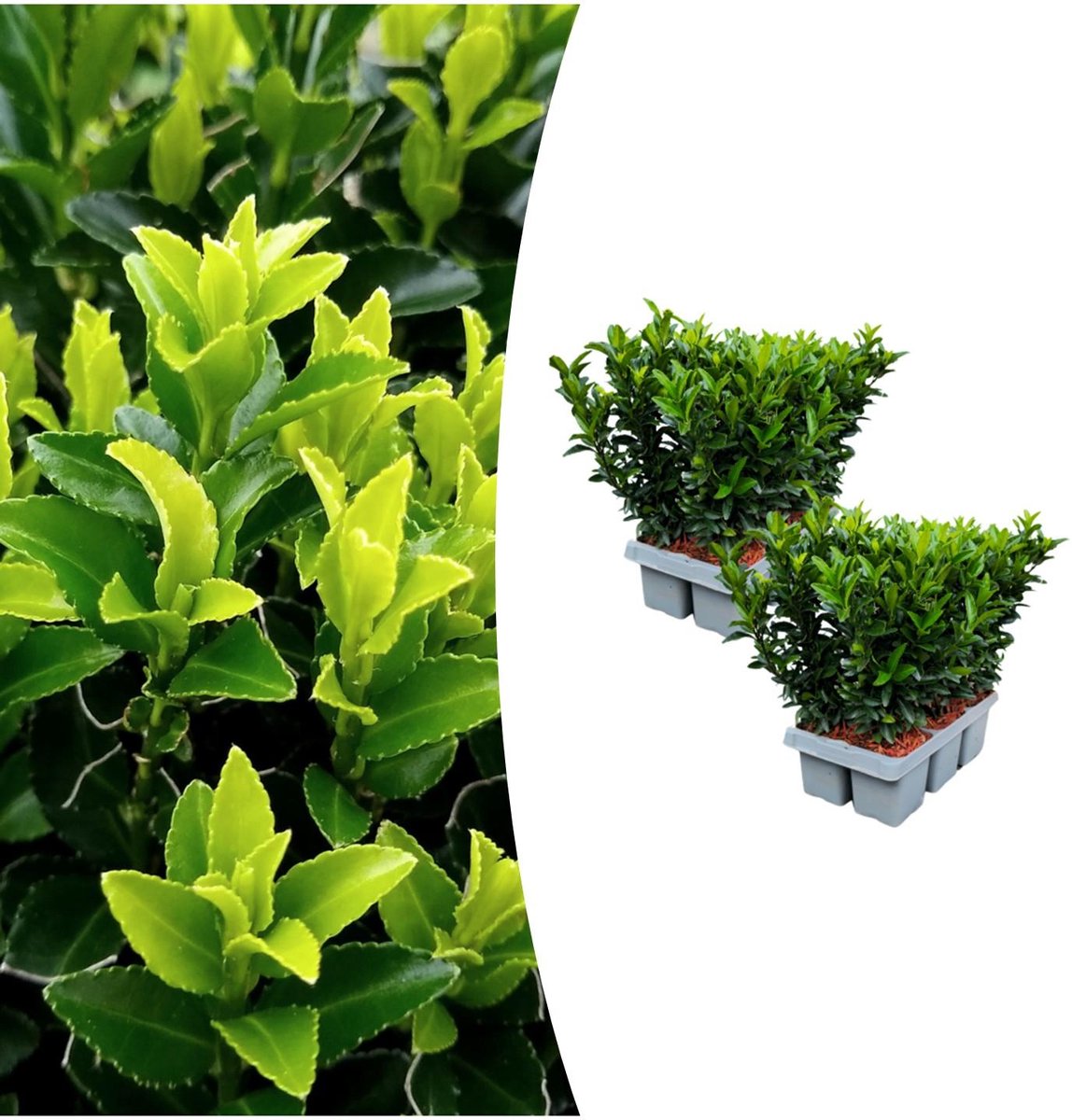 2 x 6 pack Euonymus 'Green Spire' - Ø 7 cm - ↨ 15 cm