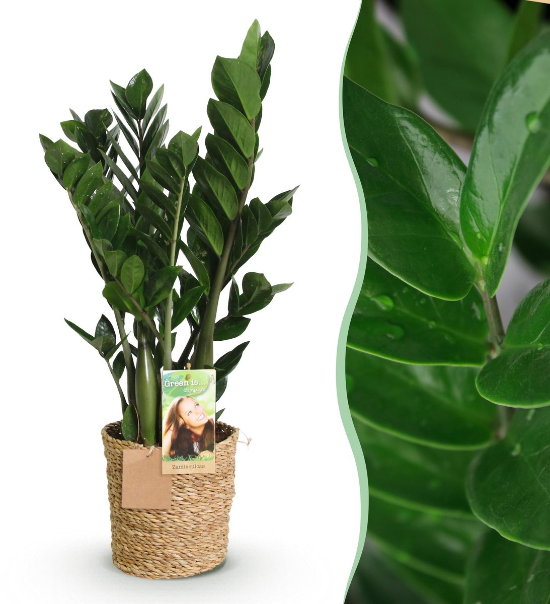 Green is... Kamerplanten - Zamioculcas - ZZ-plant - Weinig onderhoud - met mand - Groen - 1 Plant - Pot 17cm - Hoogte 65-75cm