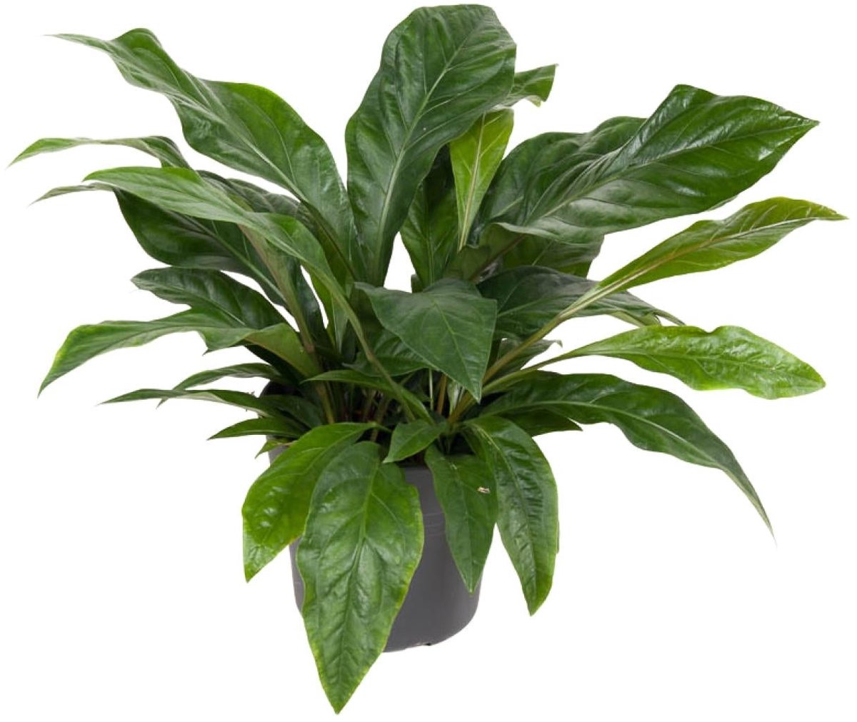 Anthurium Jungle Bush - Ø30cm - 70cm