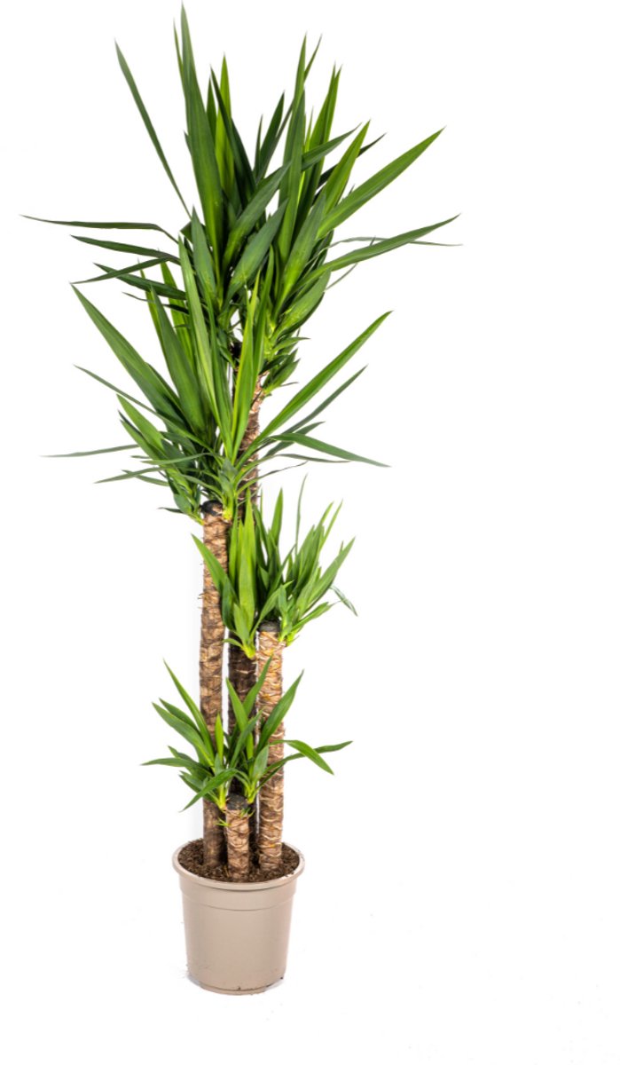 Yucca Elephantipes Ø27cm - 150 - 170cm