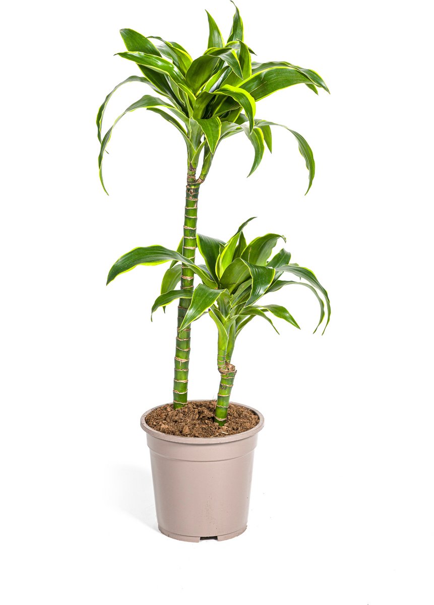 Dracaena Deremensis Dorado Ø19cm - 70 - 90cm
