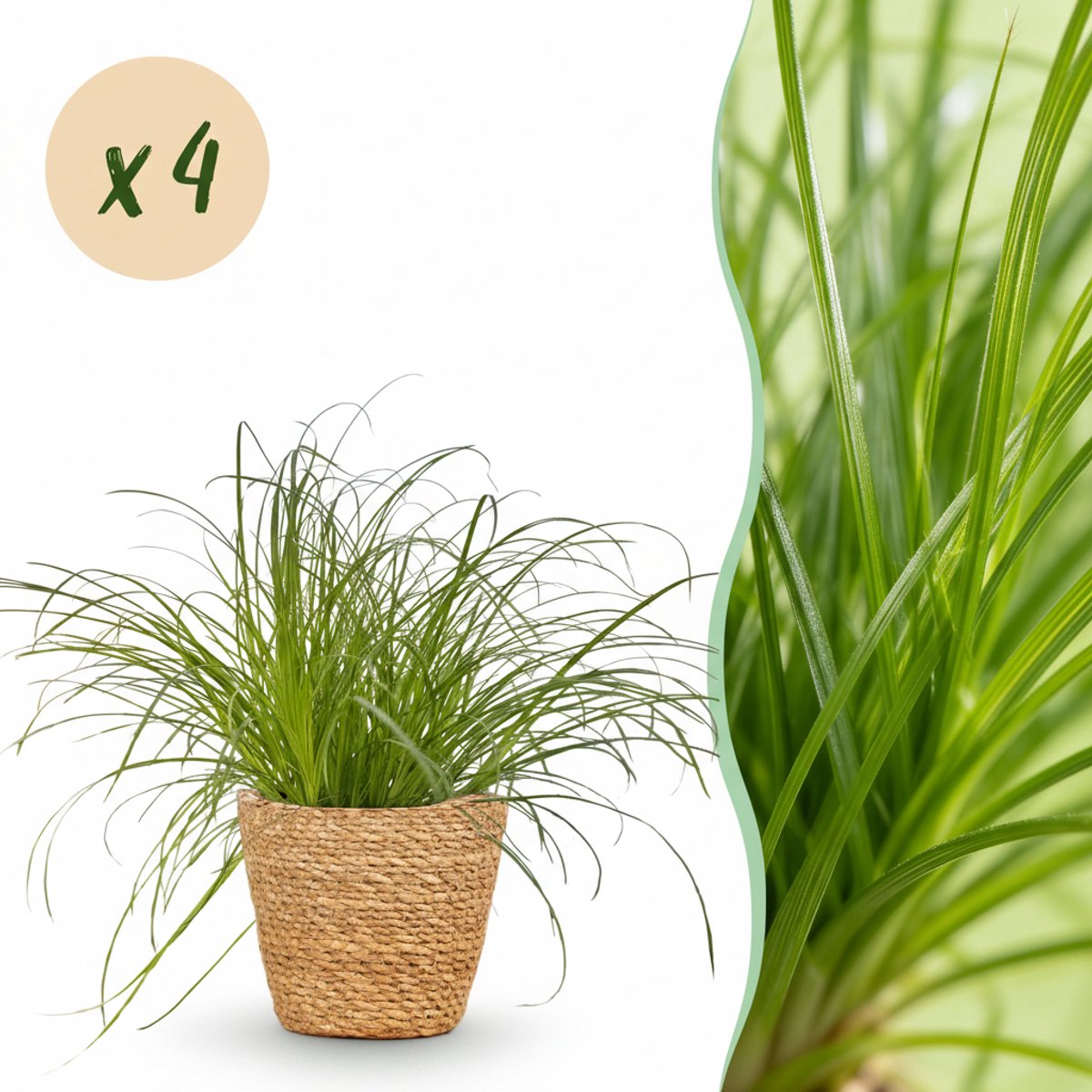 Kamerplant - Cyperus alternifolius Zumula - Kattengras - Huisdiervriendelijke Plant - Groen - 4 Planten - met Mand - Pot 12cm - Hoogte 20cm