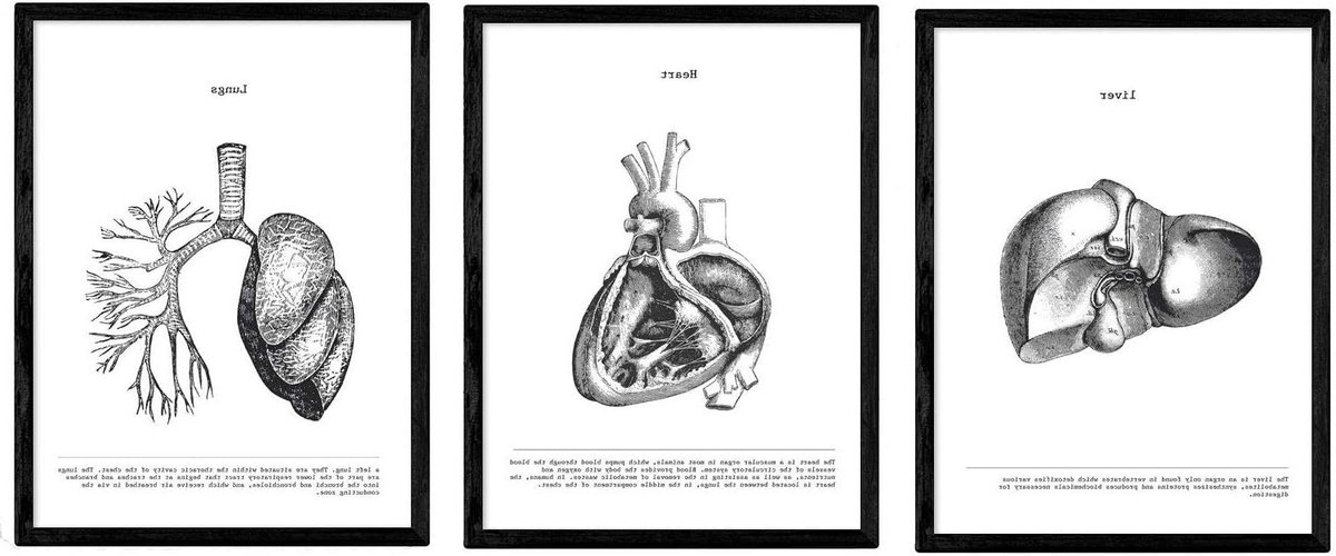 Anatomie Posters Set - Lichaam Posters - Studie Hulp - Vintage Zwart-Wit Stijl - A3 Formaat - Zwart en Wit