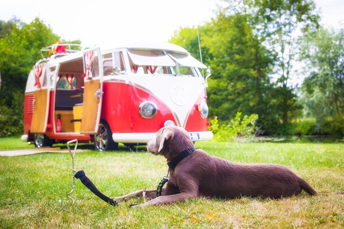 grondpen hond - Grondpen - Staal - Verbeterde Penetratie - Vrijdraaiende Ring - Voor Tuin- en Landschapswerk