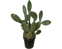 Trendyplants - Opuntia Ficus Indica - Cactus - Hoogte 130-150 cm - Potmaat Ø50cm