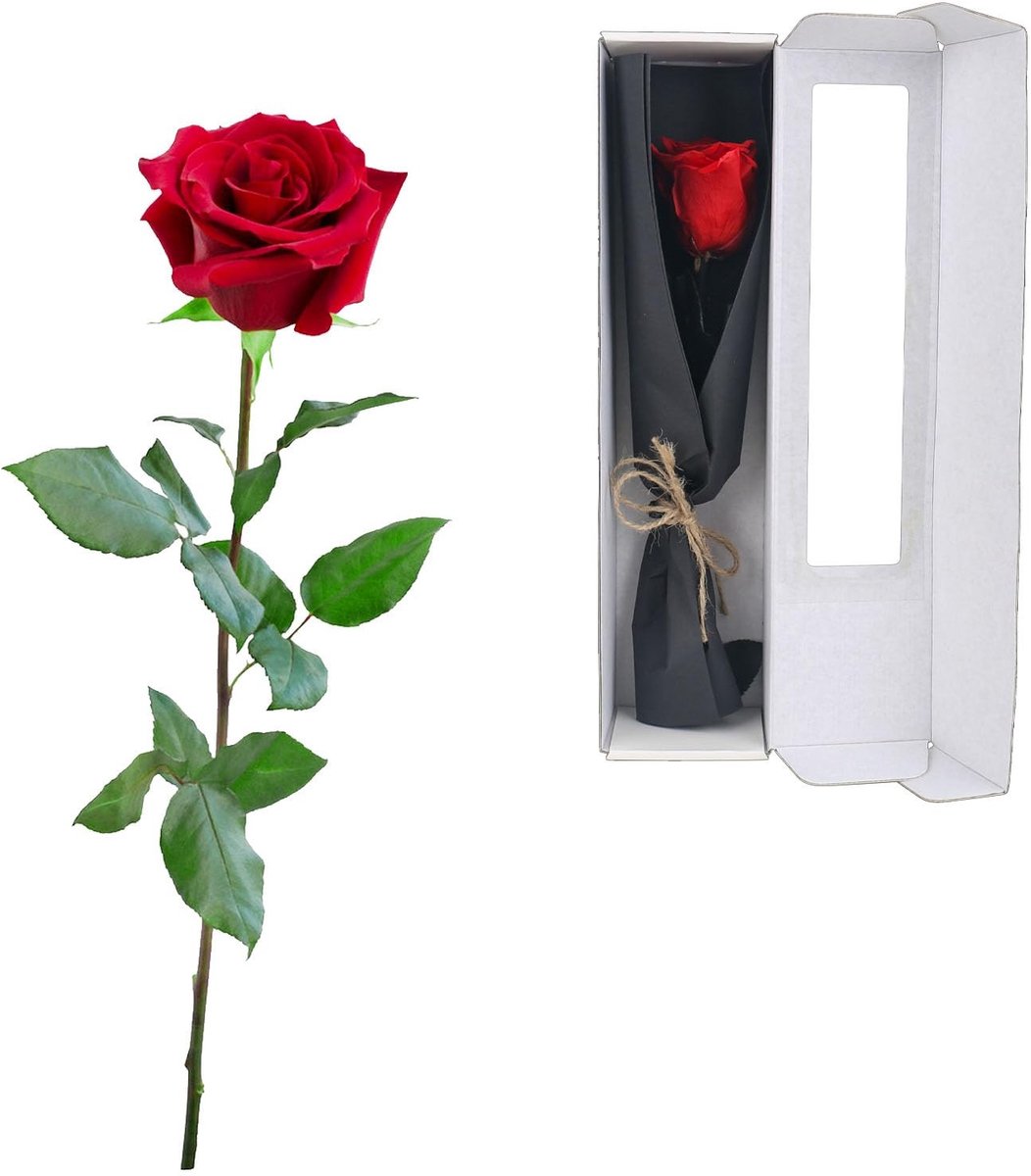 Elzusha - Infinity Roze Roos in Geschenkdoos, Echte Bewaarde Roos