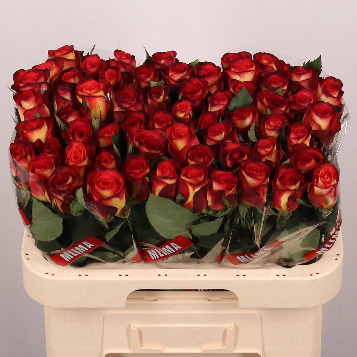 10x Rosa magma 60cm