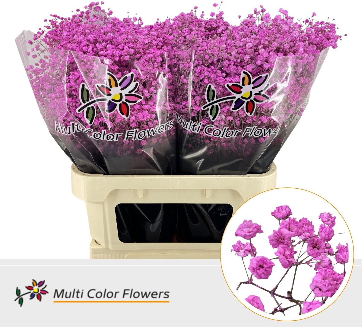 25x Gipskruid xlence rose lady 80cm