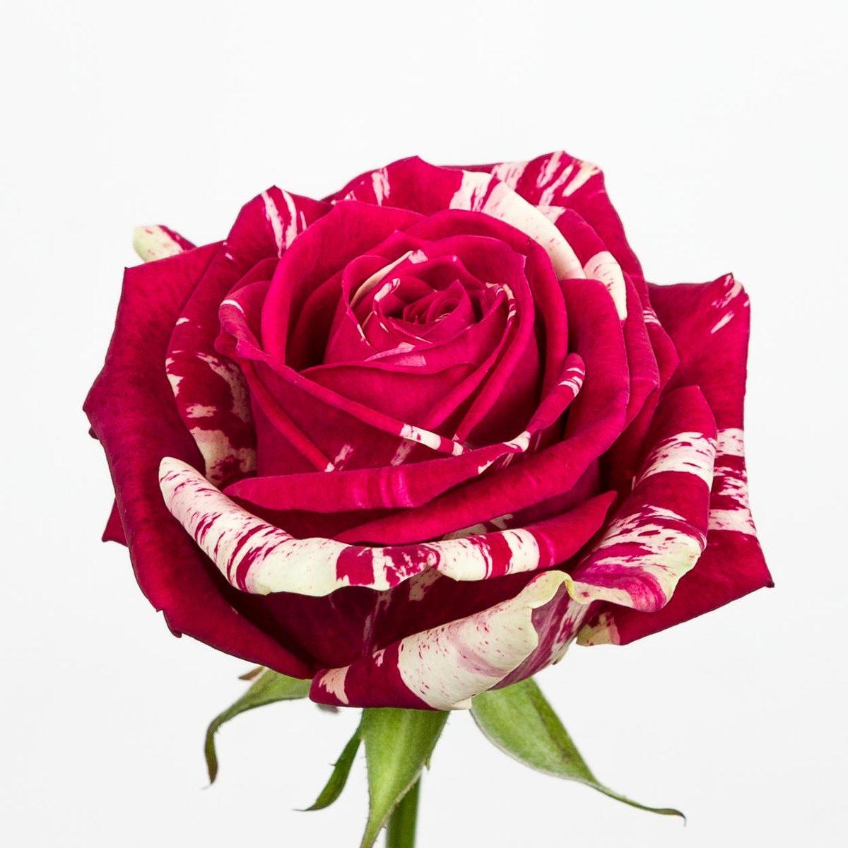 20x Rosa harlequin 50cm