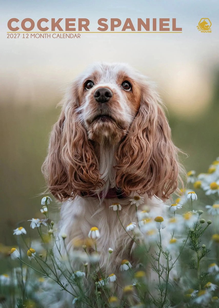 Engelse Cocker Spaniel A3 Kalender 2027