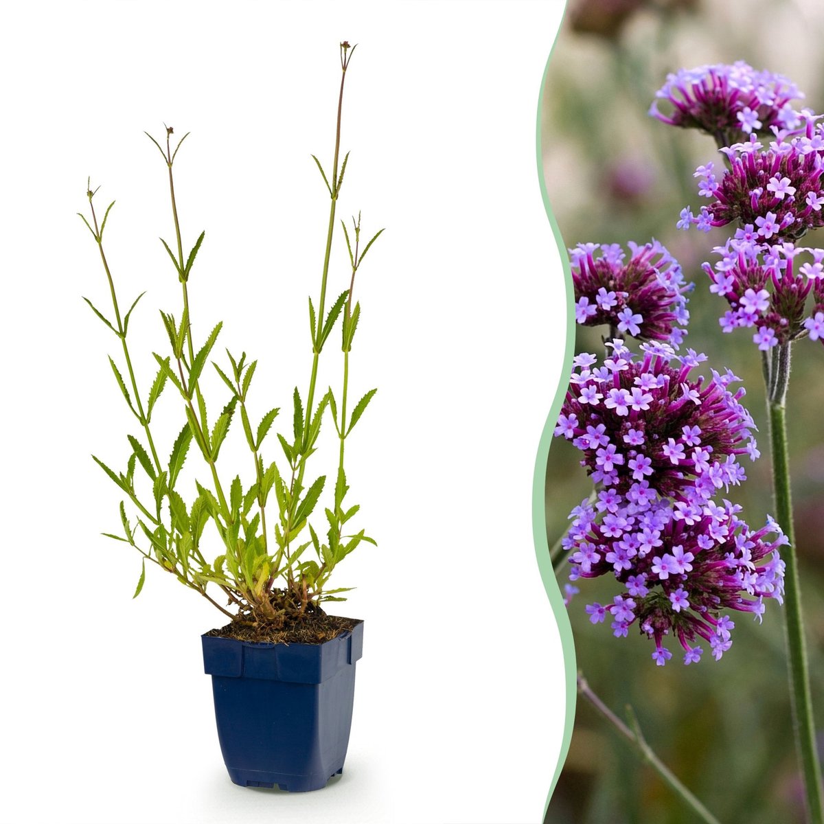 Green boutiQ - Vasteplant - Verbena bonariensis - Ijzerhard - Bijen- en vlinderlokkers - Paars - 1 Plant - Pot 11cm - Hoogte 15-25cm
