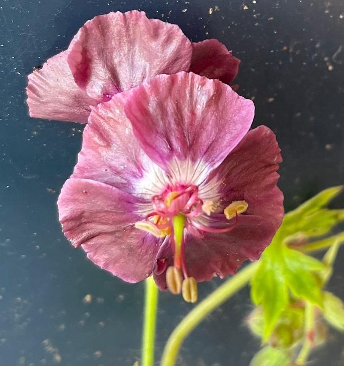 6x Geranium phaeum - Ooievaarsbek - P9 Pot (9 x 9cm) - Dima Vaste Planten