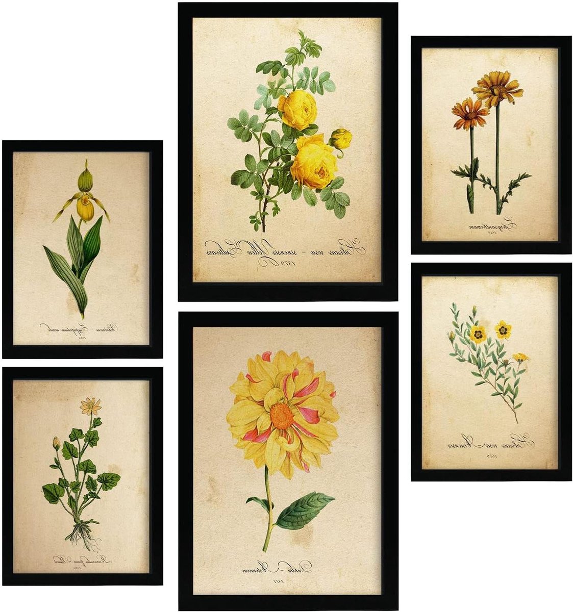 Bloemen Affiches - Natuurprints Planten - Interieur Decoratie - Vintage Papierstijl - A4 en A3 - Full Colour