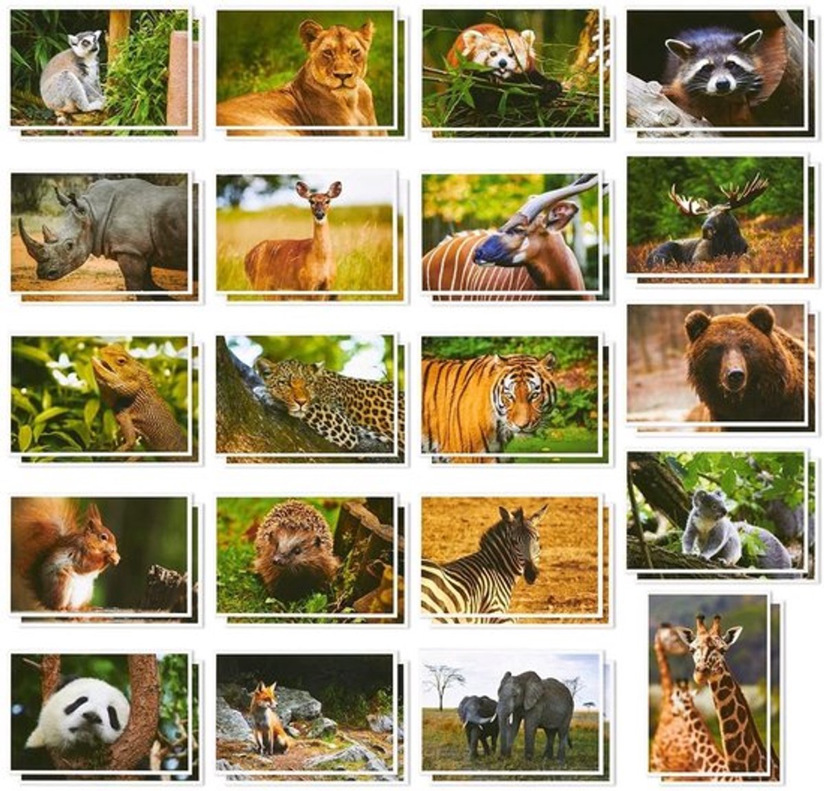 Ansichtkaarten 40 stuks - Wilde Dieren Motieven - Blanco Kaarten - 10 x 15 cm - Hoogwaardig Karton - Persoonlijke Wensen - Postcards