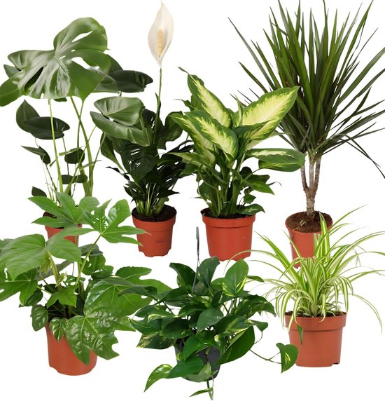 "Luchtreiniger" plantenset - set van 7 - Monstera - Spathiphyllum - Dracaena - Dieffenbachia - graslelie - Fatsia - pothos - ca. 30-70 cm - Ø 12-15 cm pot - kamerplanten voor appartement en kantoor