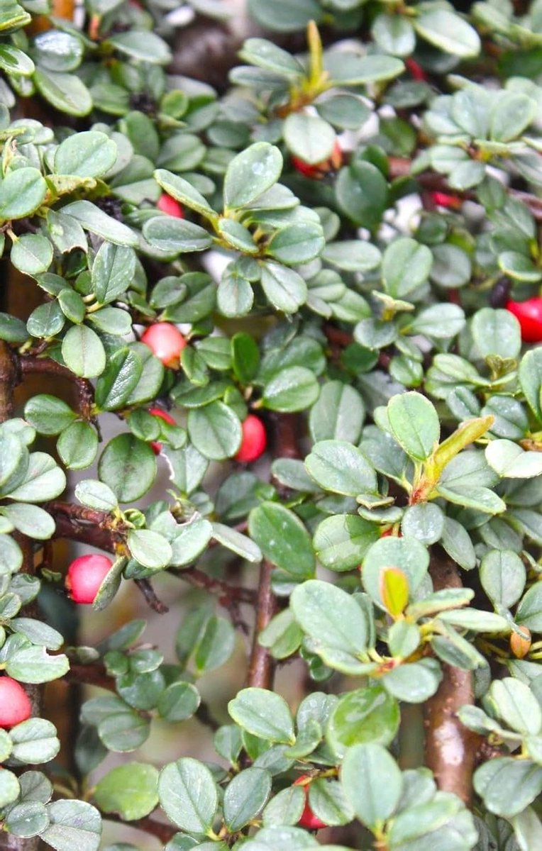 Dwergmispel Struik - Koraal Schoonheid Bodembedekker - Tuin Aankleden - Altijd Groen Blad - 20-30 cm - Groen-Wit