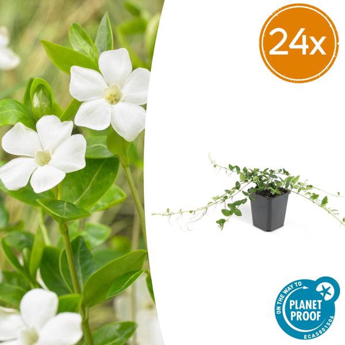 24x Vinca minor 'Alba' - 10-25cm - Ø9cm