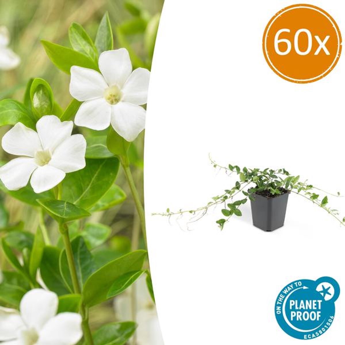 60x Vinca minor 'Alba' - 10-25cm - Ø9cm