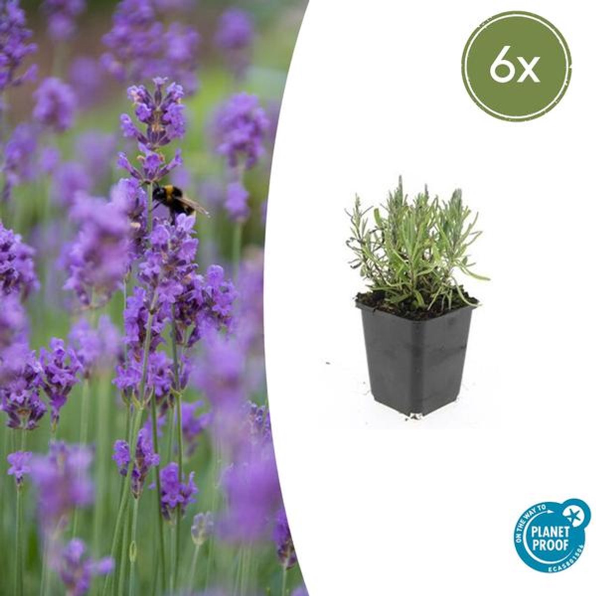 6x Lavandula ang. 'Munstead' - 10-25cm - Ø9cm