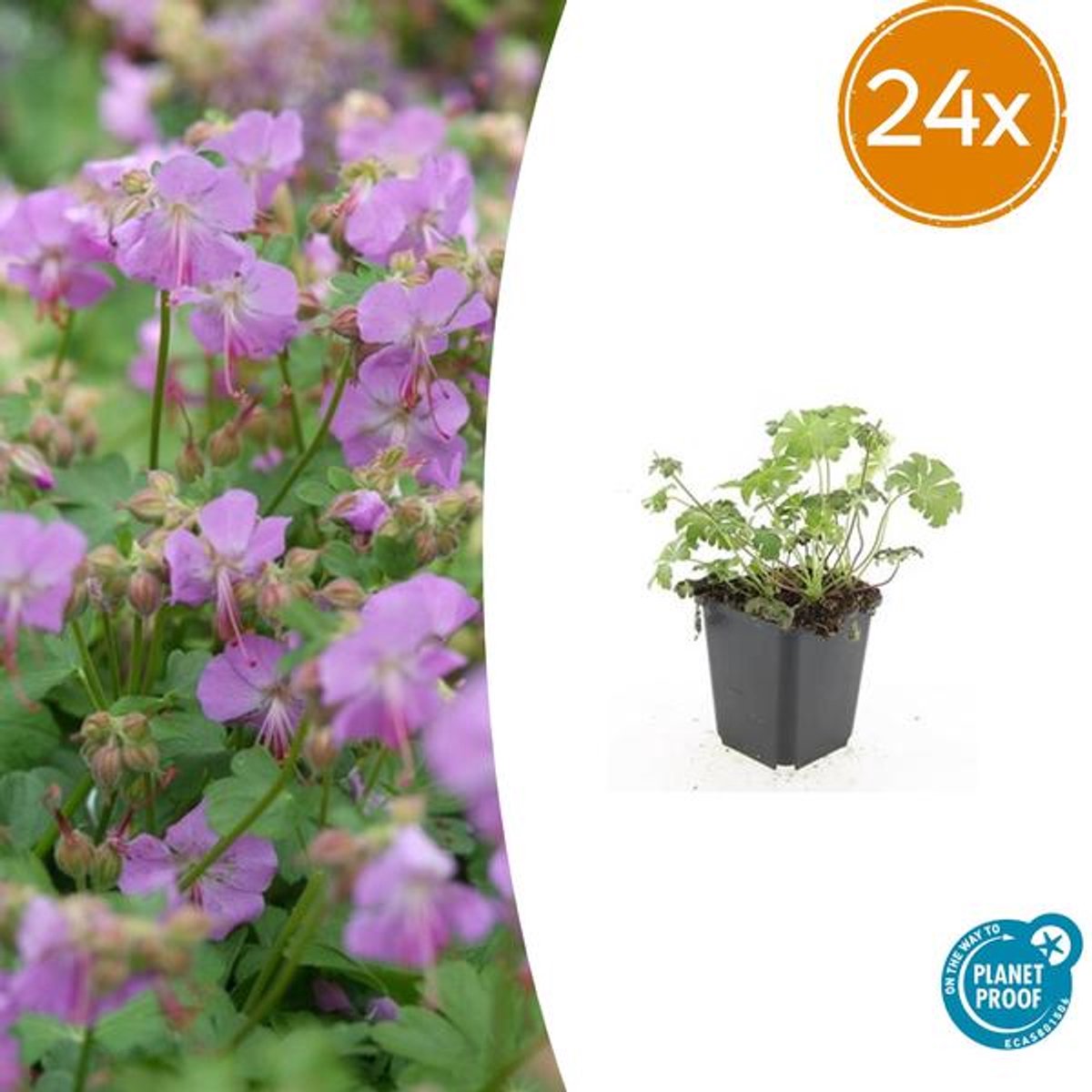 24x Geranium cant. 'Cambridge' - 10-25cm - Ø9cm