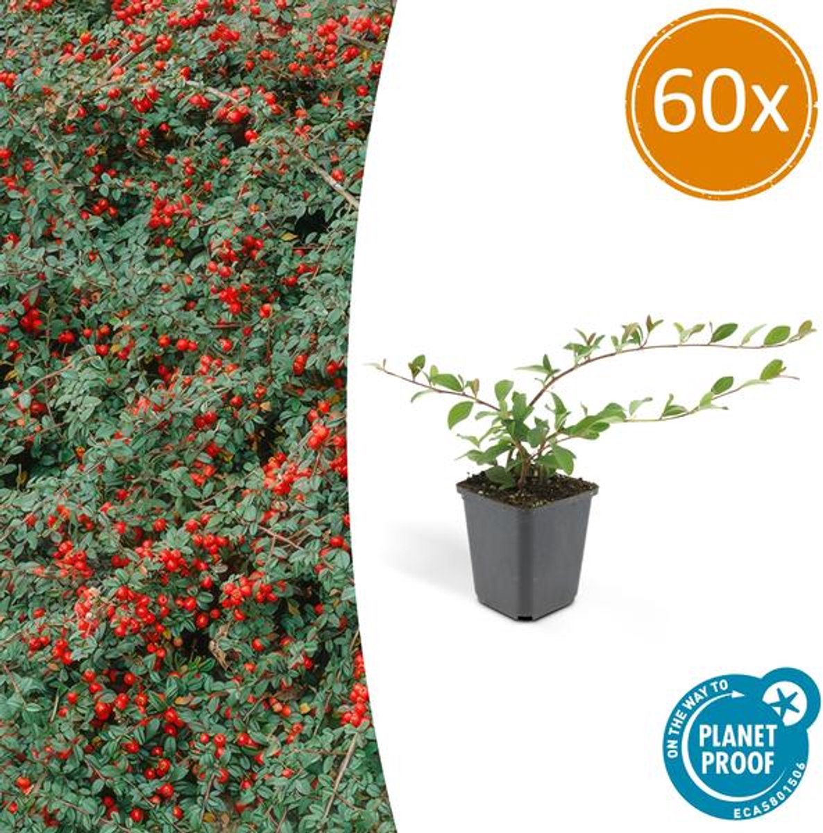 60x Cotoneaster dammeri - 10-25cm - Ø9cm
