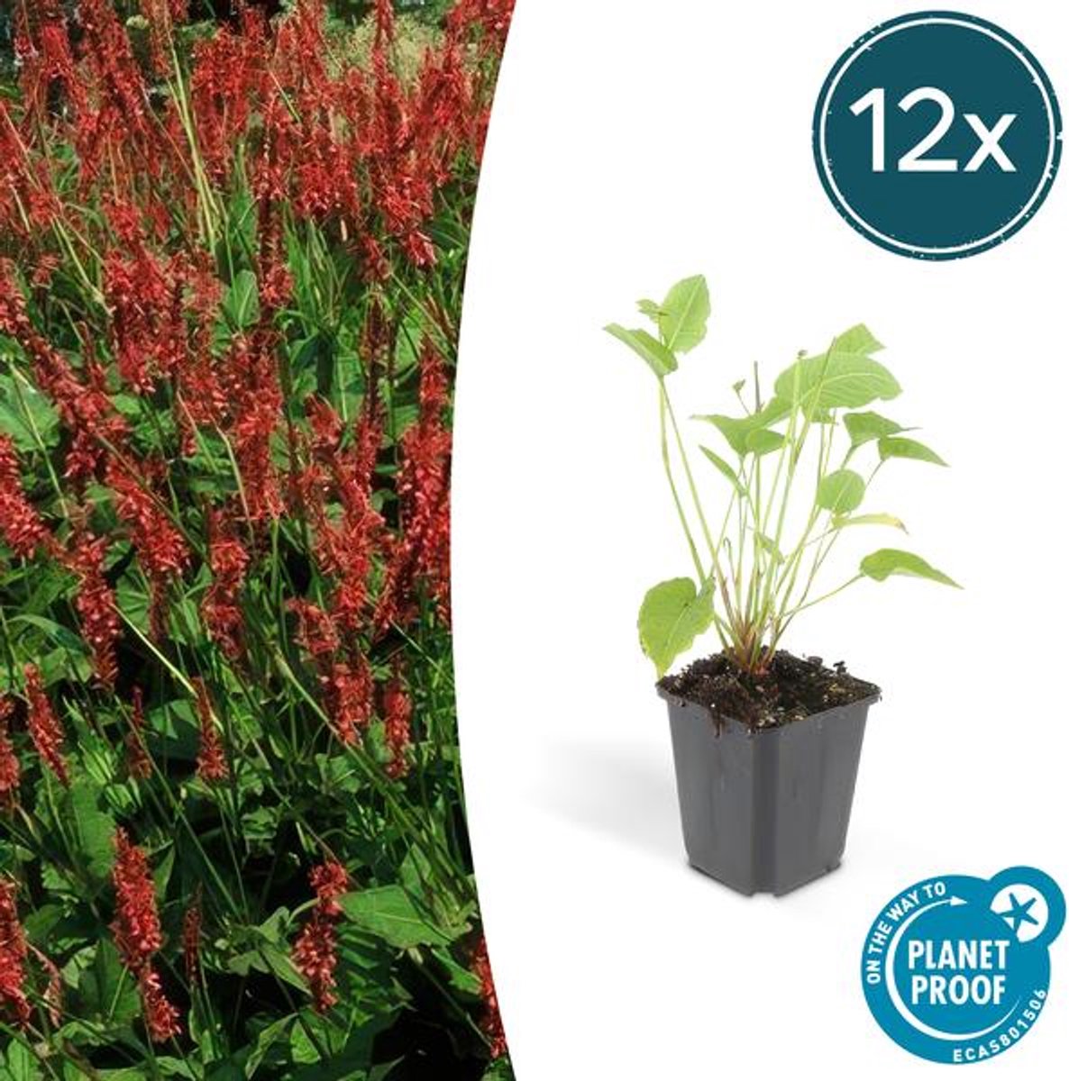12x Persicaria amplexicaulis - 10-25cm - Ø9cm
