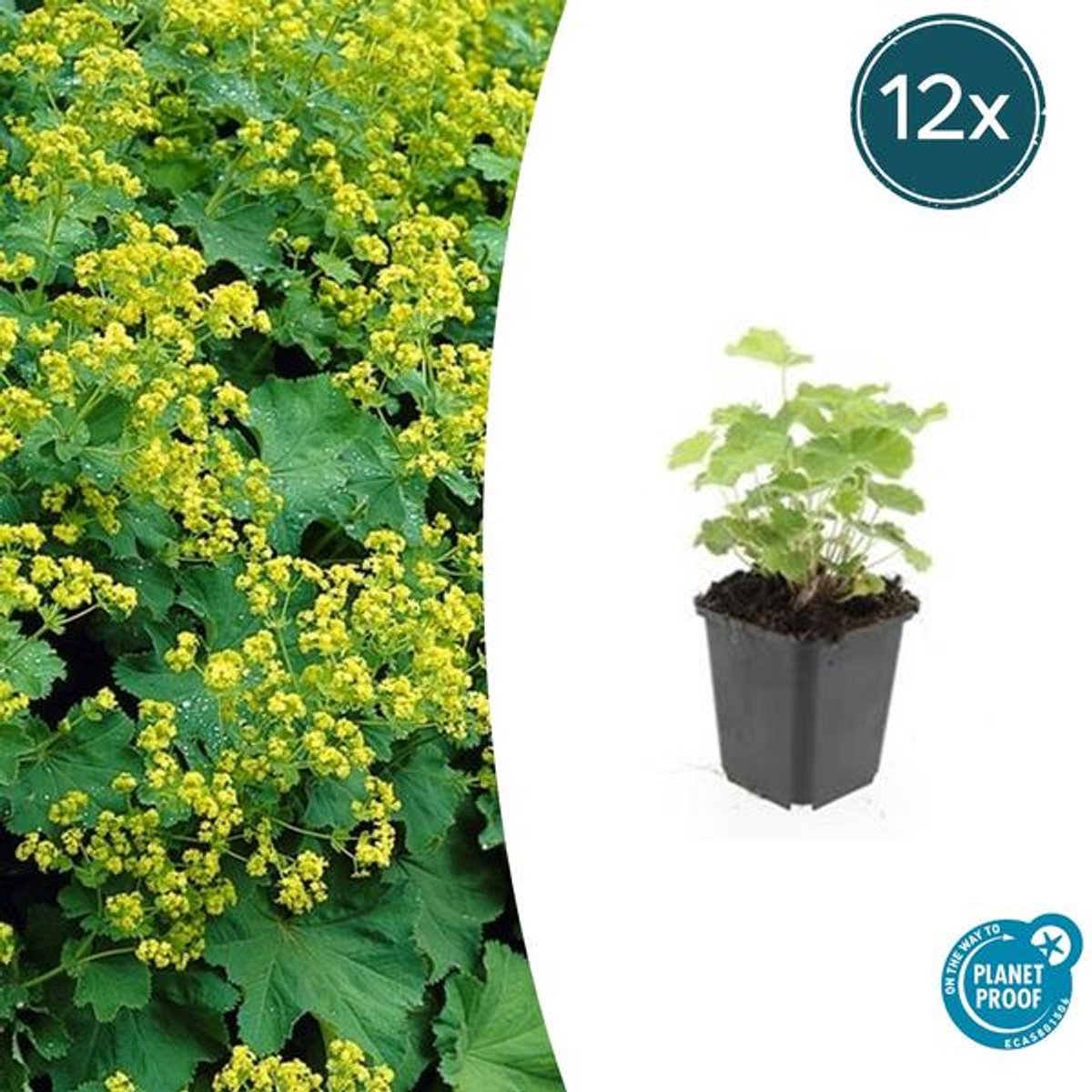 12x Alchemilla mollis - 10-25cm - Ø9cm