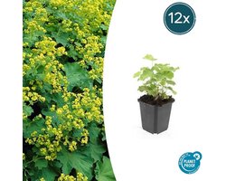 12x Alchemilla mollis - 10-25cm - Ø9cm