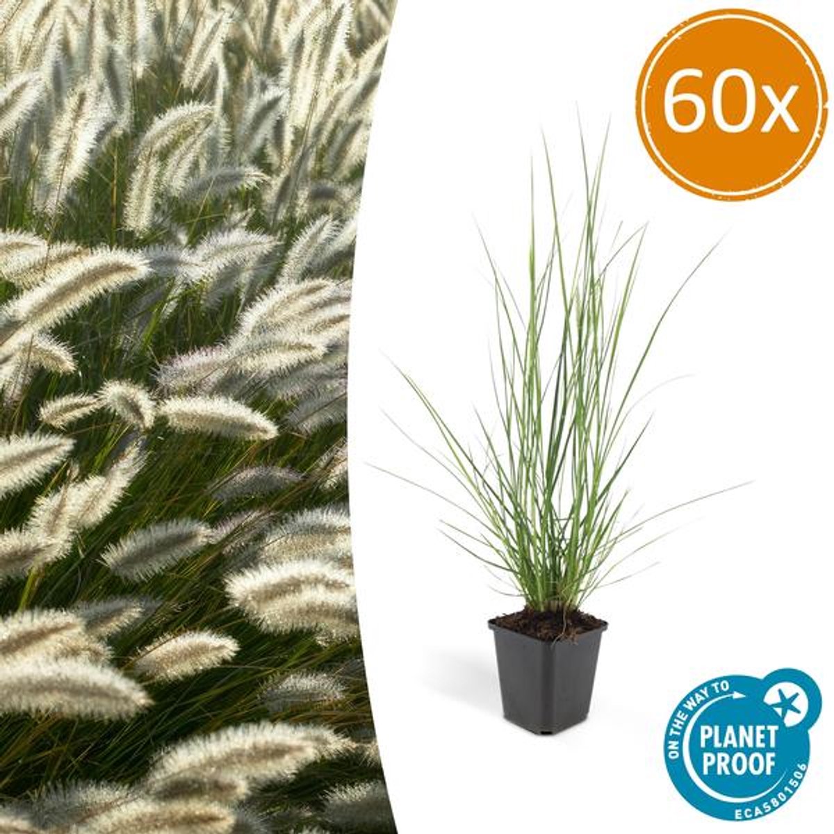 60x Pennisetum alopecuroides 'Hameln' - 10-25cm - Ø9cm