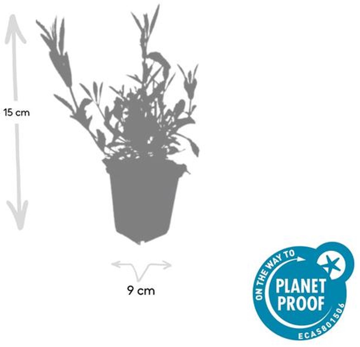 6x Verbena bonariensis - 10-25cm - Ø9cm