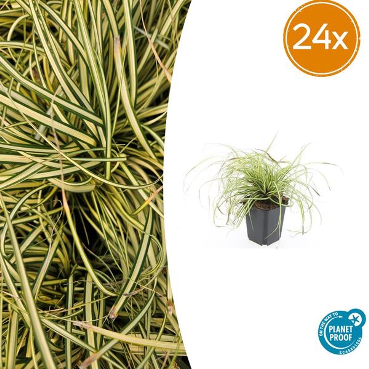 24x Carex oshim. 'Evergold' - 10-25cm - Ø9cm