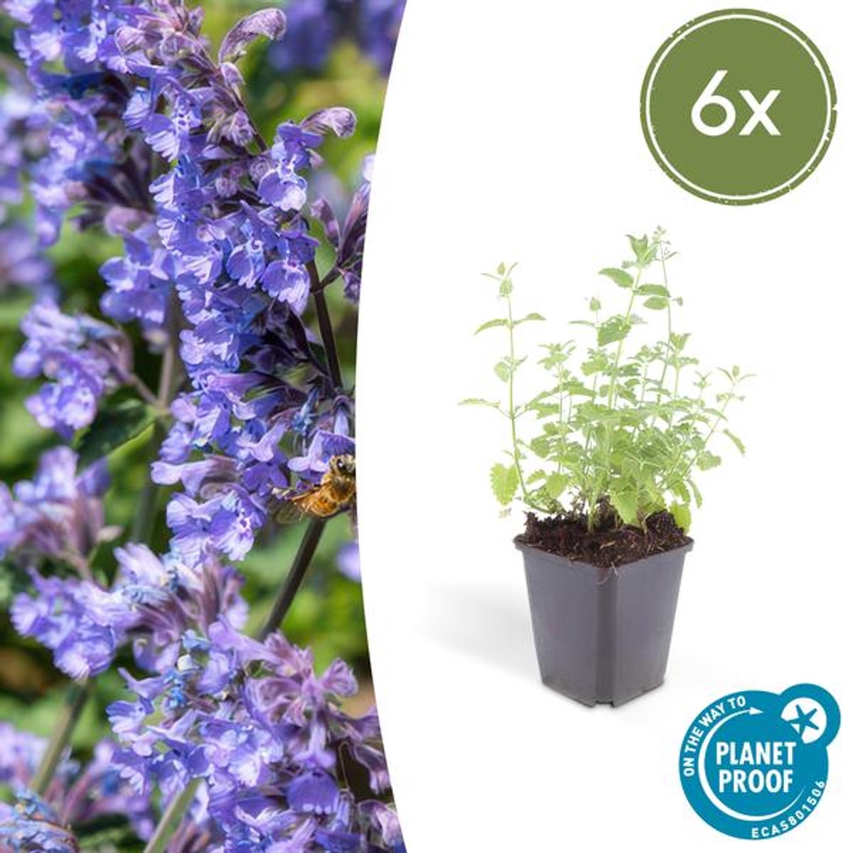6x Nepeta 'Six Hills Giant' - 10-25cm - Ø9cm