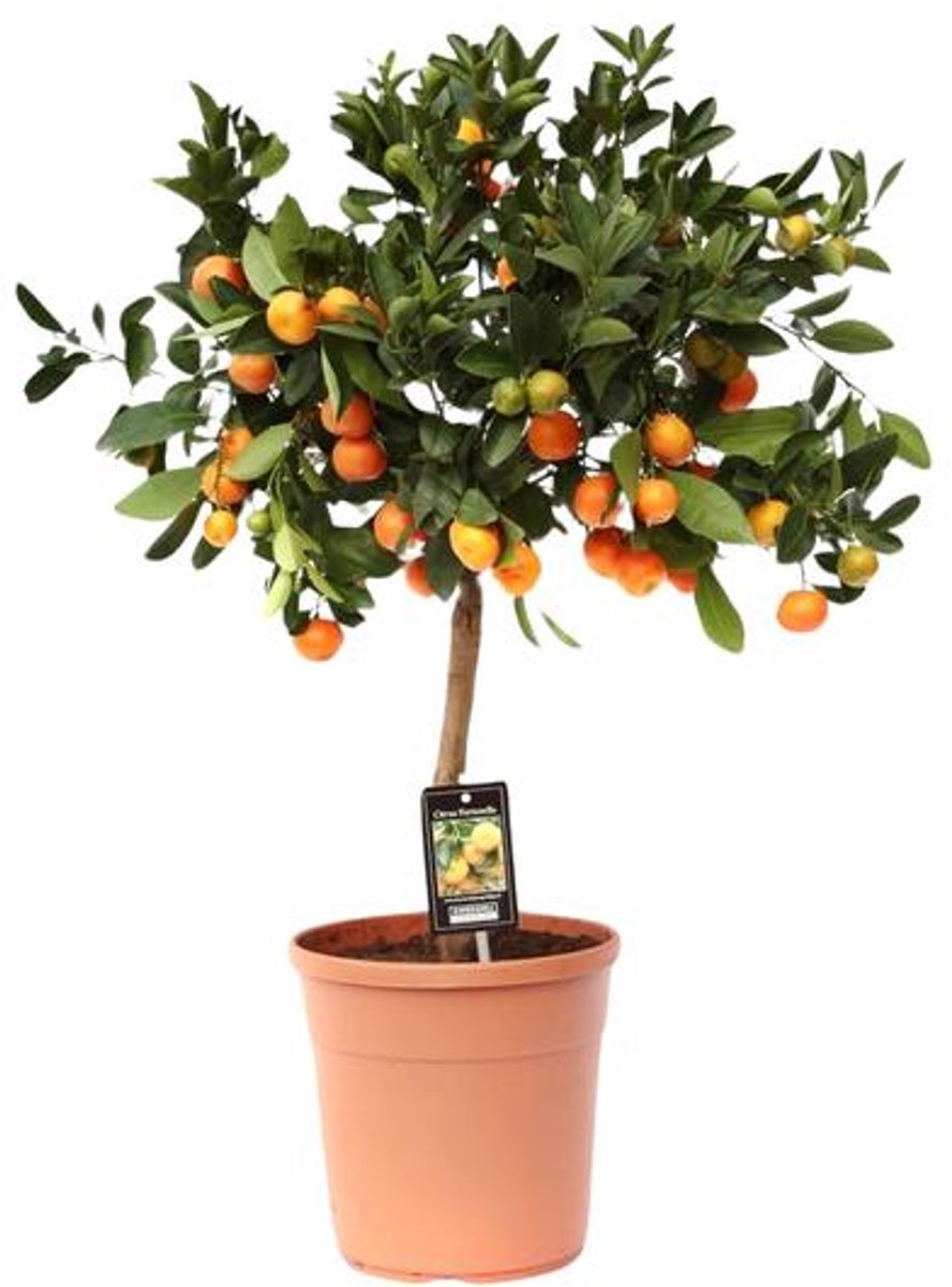 Citrus Calamondin - Ø22cm - 80cm