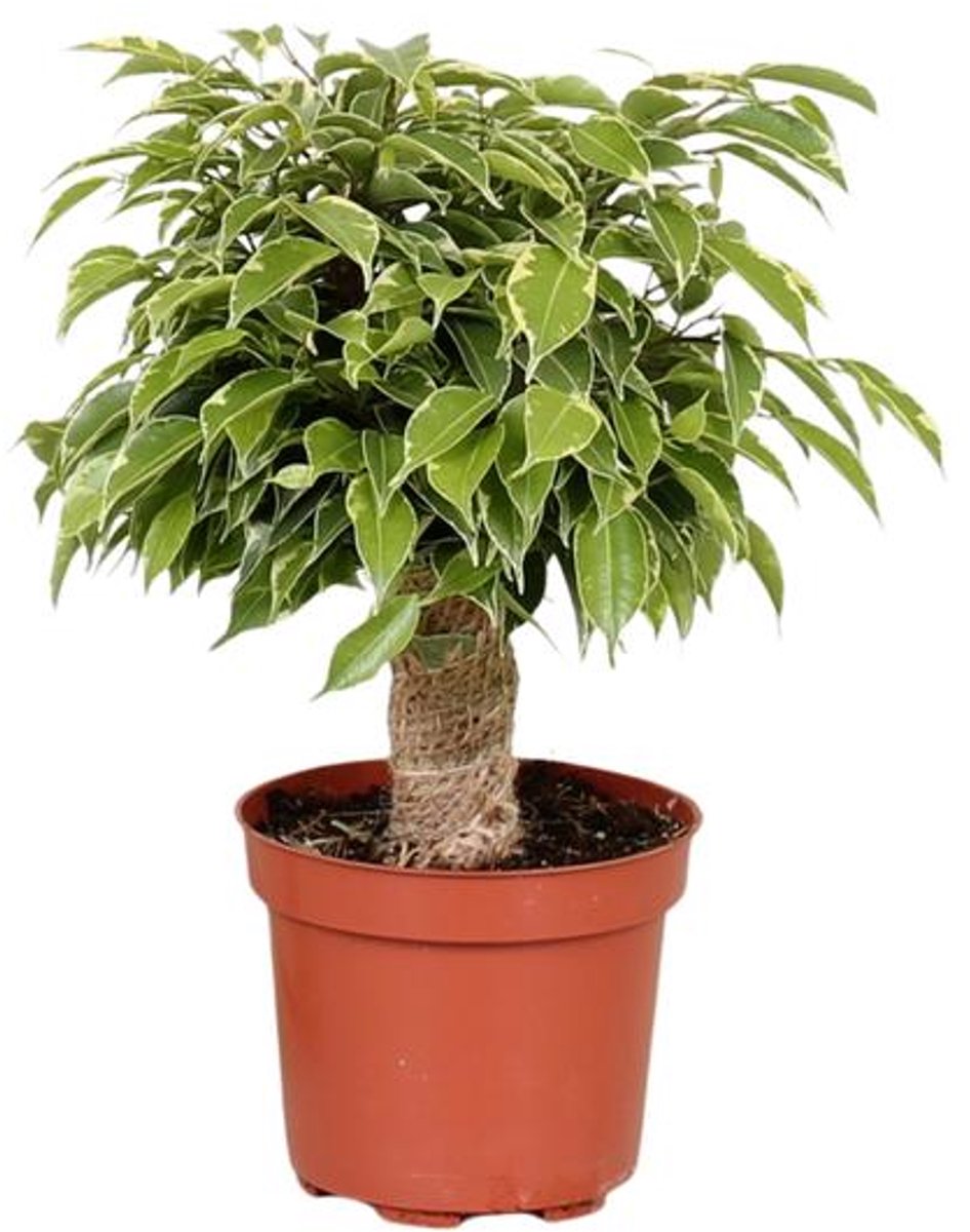 Ficus Benjamina Kinky - Ø12cm - 28cm