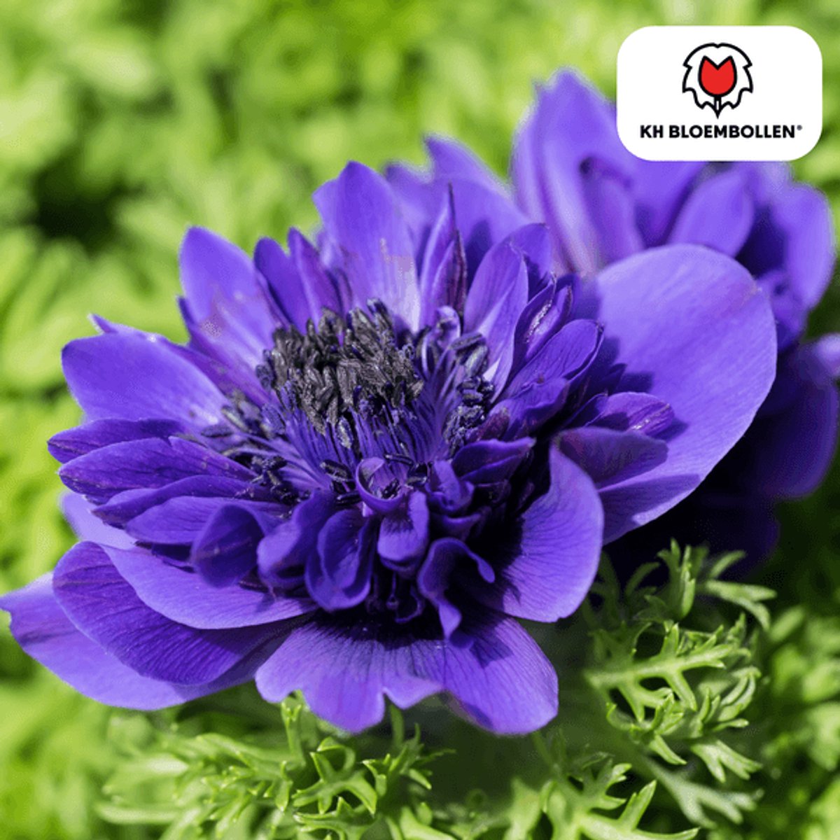 Anemonen dubbel 30 stuks