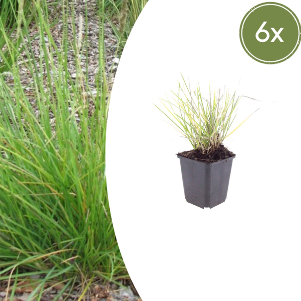 6x Sesleria autumnalis - 10-25cm - Ø9cm