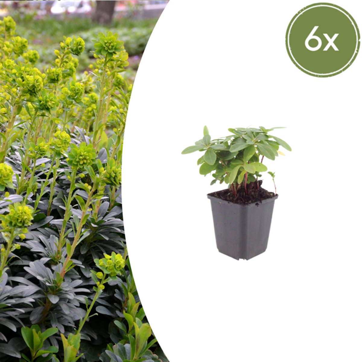 6x Euphorbia amygdal. robbiae - 10-25cm - Ø9cm