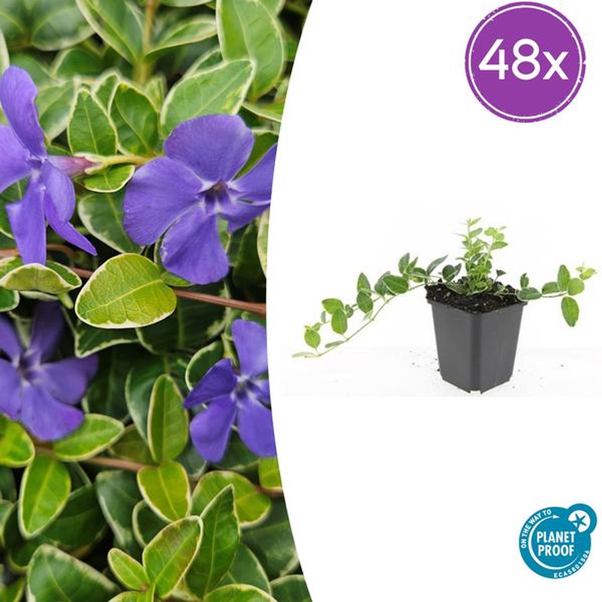 48x Vinca minor 'Argenteovariegata' - 10-25cm - Ø9cm
