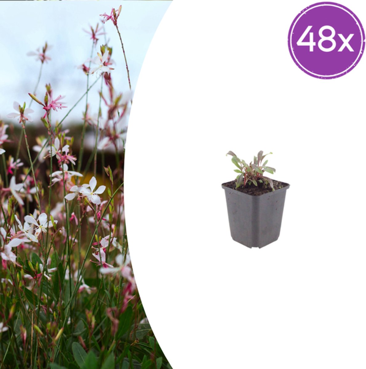 48x Gaura l. 'Siskiyou Pink' - 10-25cm - Ø9cm