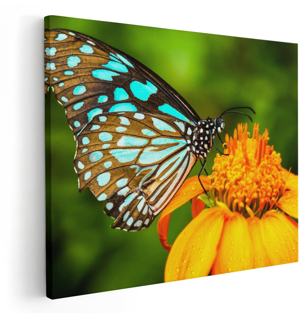 Artaza Canvas Schilderij Blauwe Vlinder Bij Een Oranje Bloem - 150x120 cm - Groot - Wanddecoratie Woonkamer - Schilderijen - Muurdecoratie