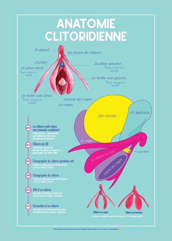 Affiche pédagogique de l'anatomie clitoridienne avec des schémas colorés et une chronologie des découvertes.