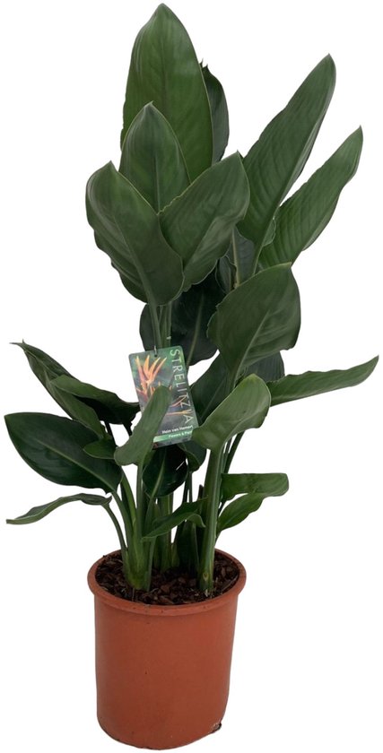 Trendyplants - Strelitzia Reginae - Paradijsvogelbloem - Kamerplant - Hoogte 90-110 cm - Potmaat Ø19cm