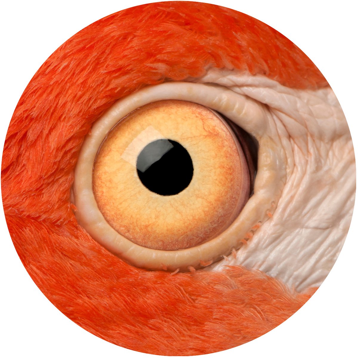 Flamingo Oog Close-up Muurcirkel Dibond 90 cm - Wandcirkel Ronde Wanddecoratie Eyecatcher,