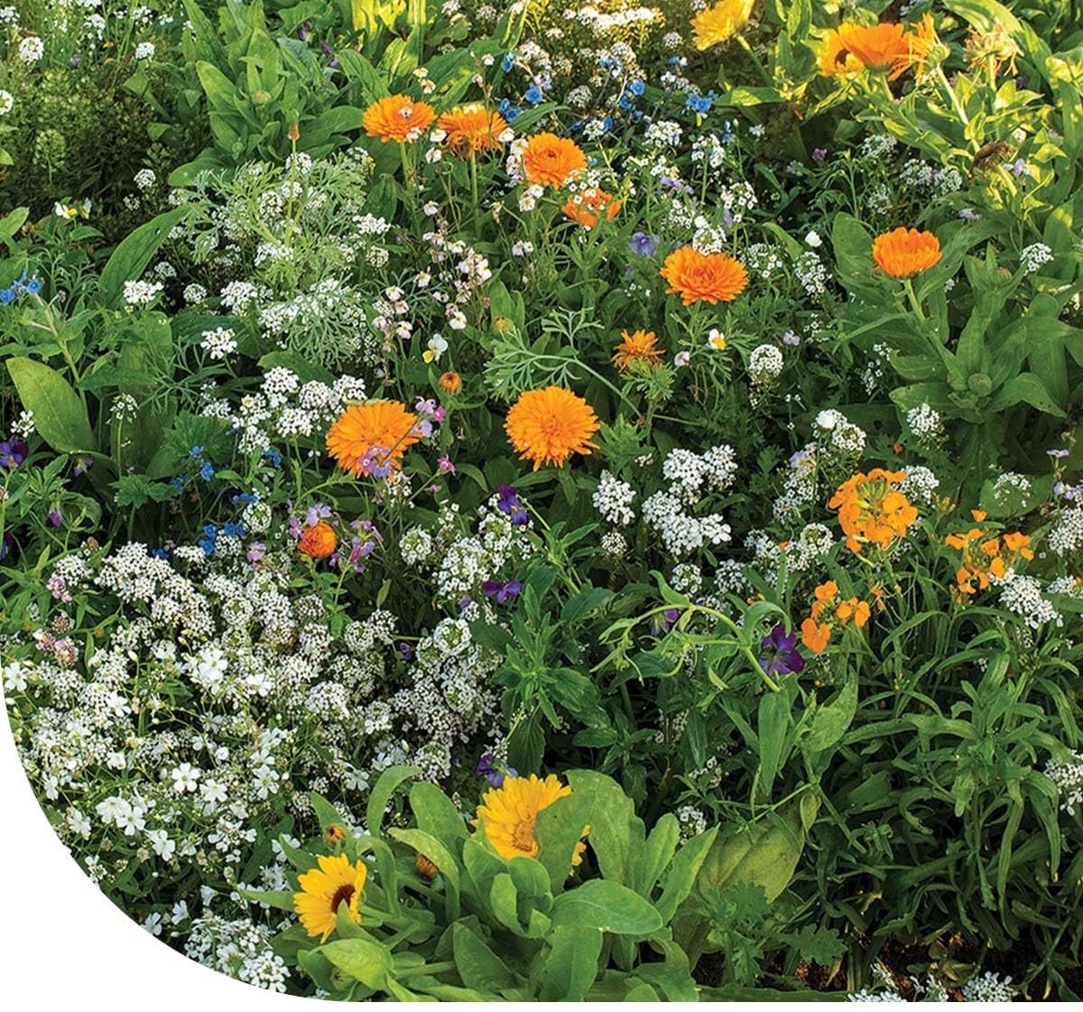 Dailygoods - Rotstuin Bloemenmengsel - 5 gram voor 2,5 m²
