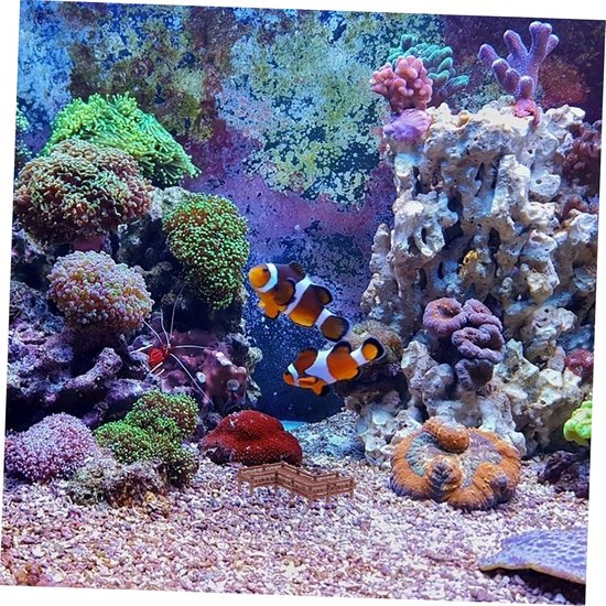 Bruine miniatuur loopbrug op de bodem van een aquarium met koralen en twee clownvissen.