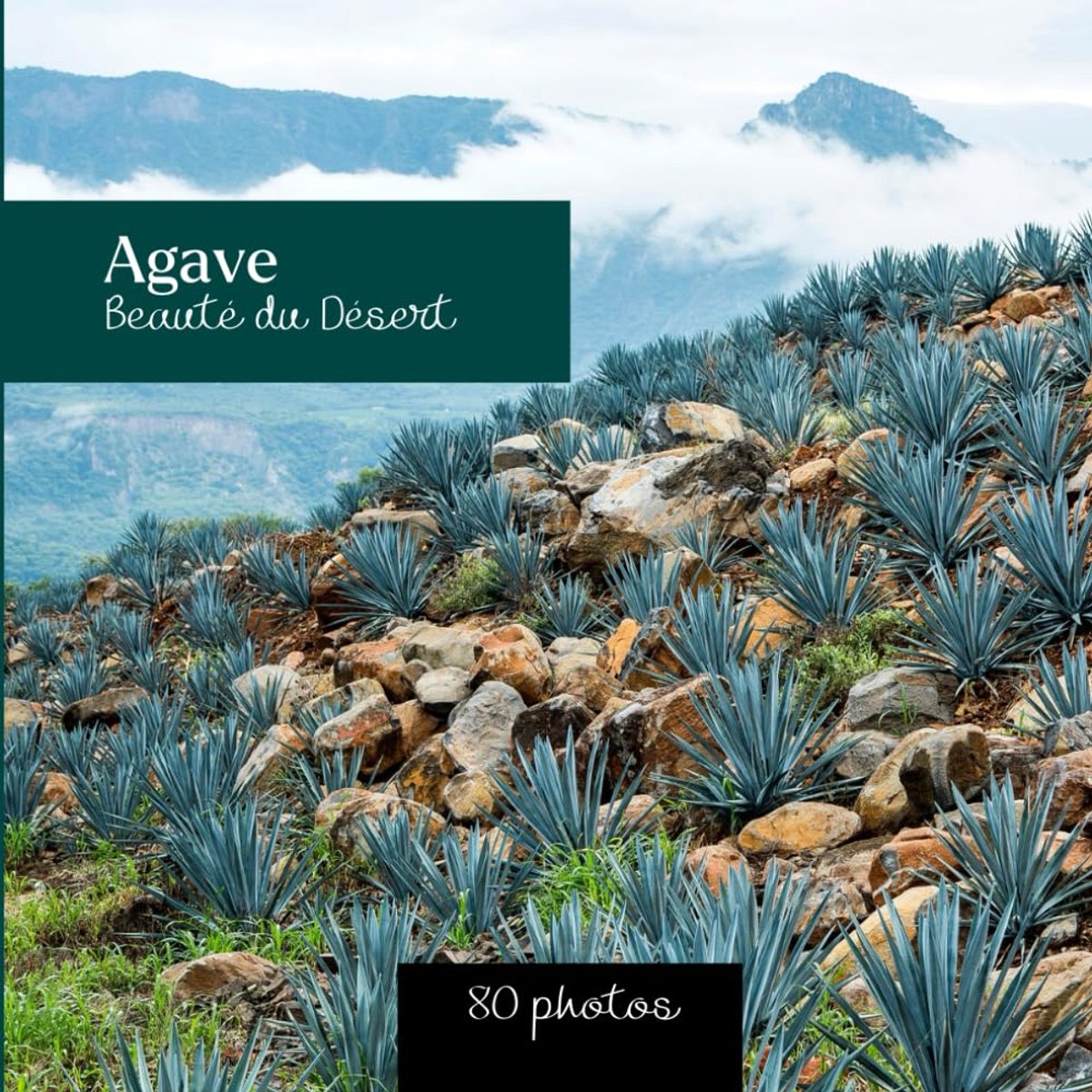 : Beauté du Désert: Livre photo de plante agave - 80 photos