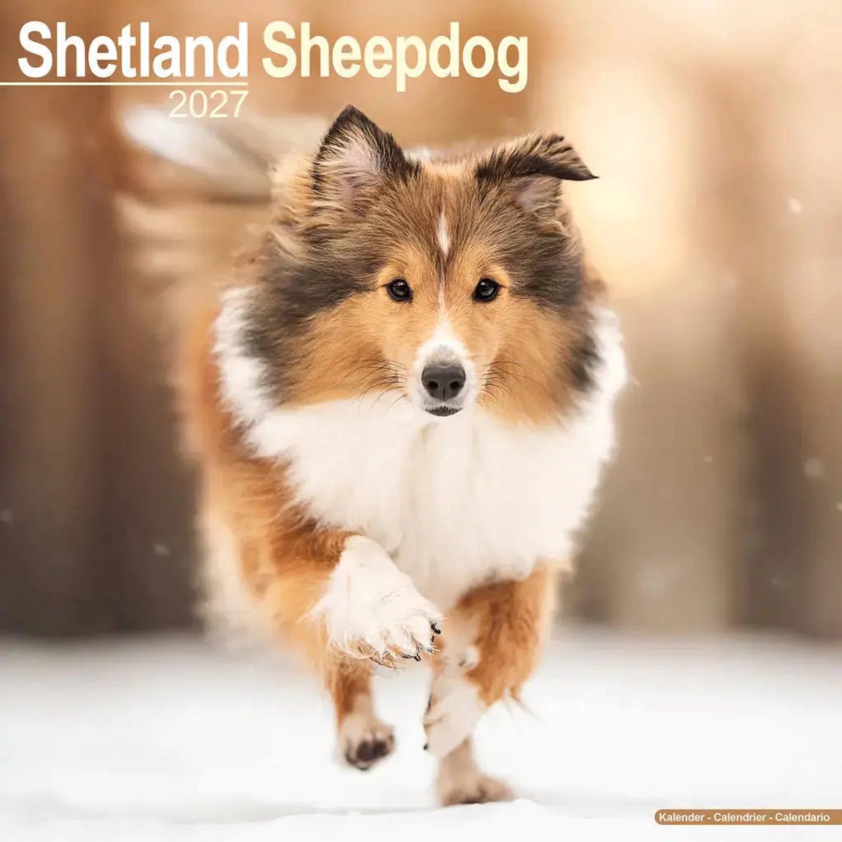 Shetland Sheepdog Kalender 2027